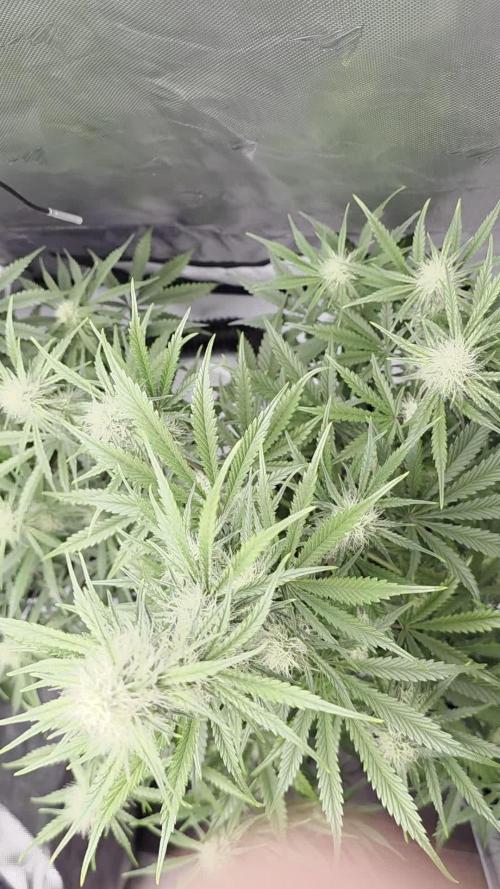 First Grow
