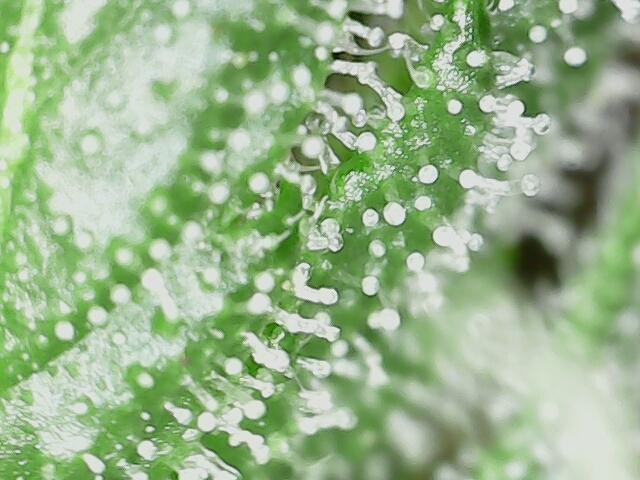 First Grow. Week 10