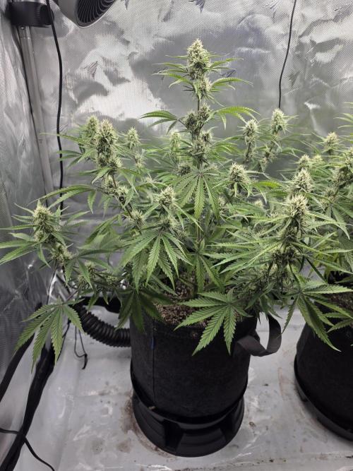 First Grow. Week 11
