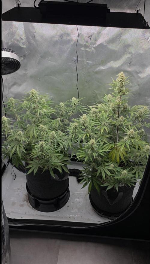 First Grow. Week 11