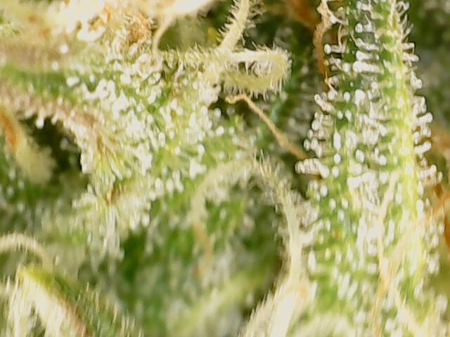 First Grow. Week 11