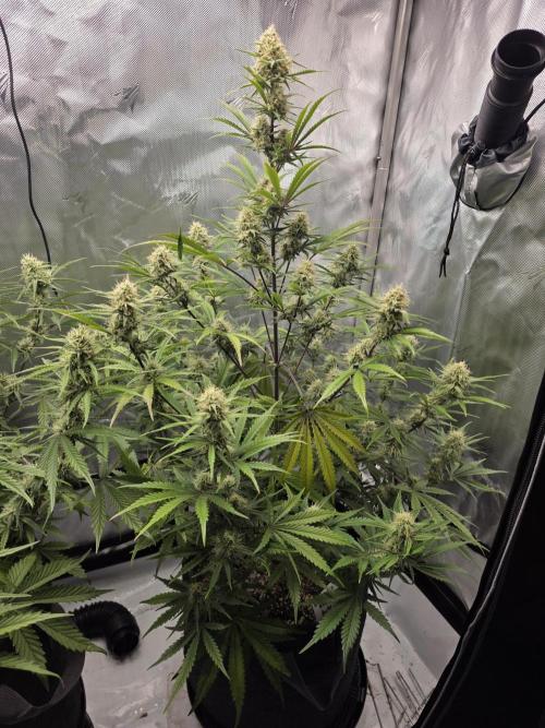 First Grow. Week 11