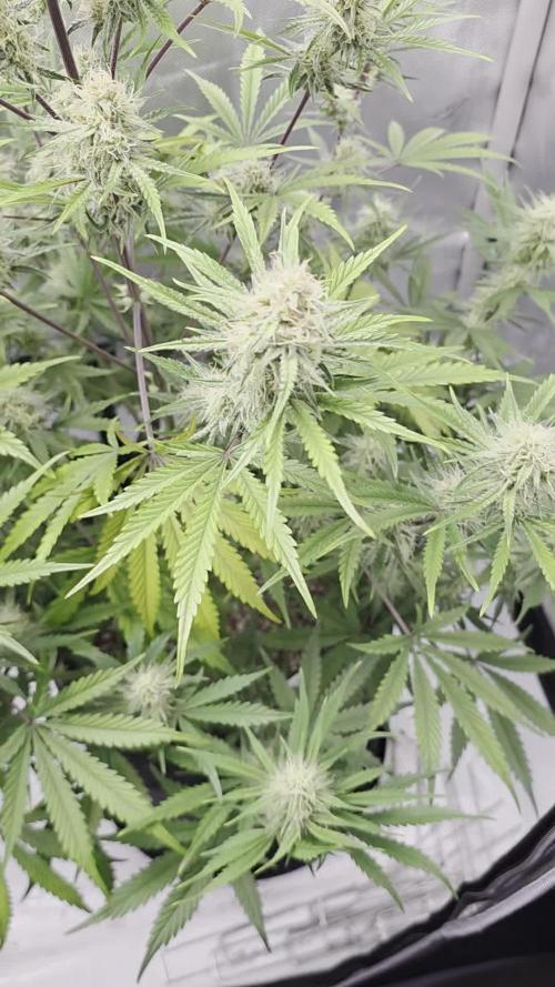 First Grow