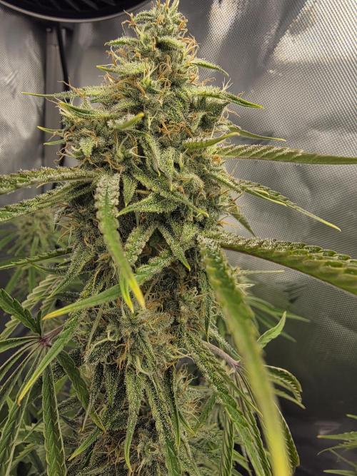 First Grow. Week 12