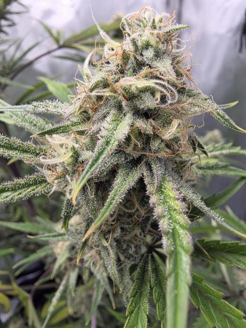 First Grow. Week 12
