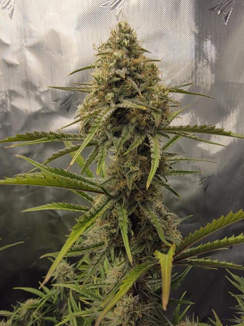First Grow. Week 12