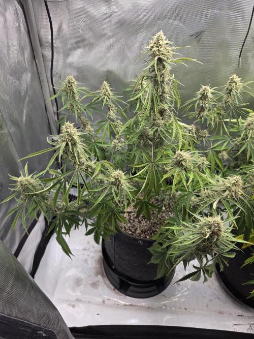 First Grow. Week 12