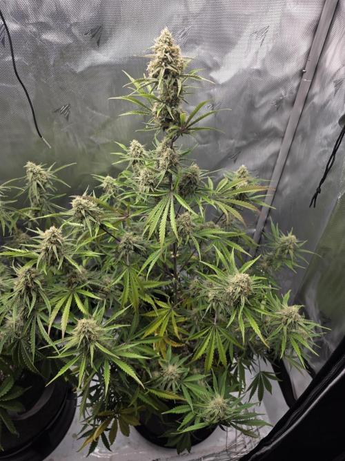 First Grow. Week 12