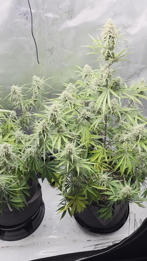 First Grow