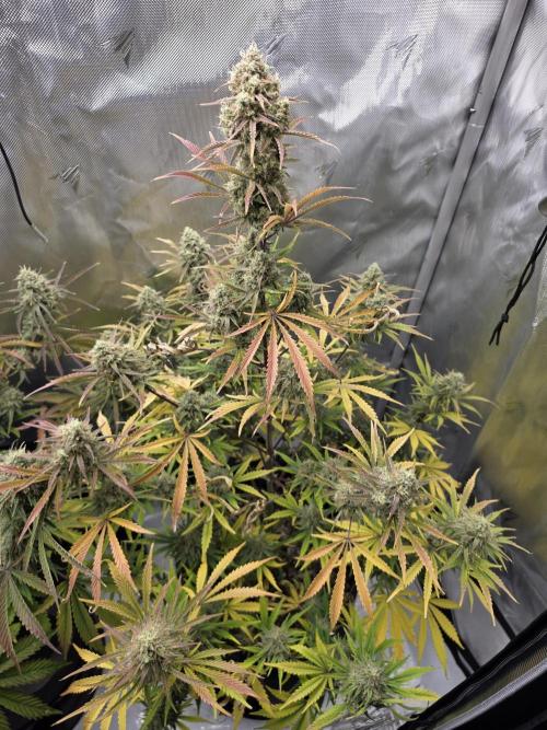 First Grow. Week 13