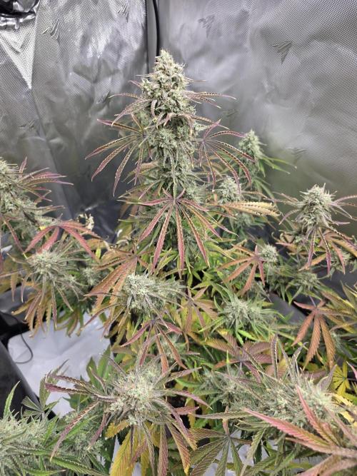 First Grow. Week 13