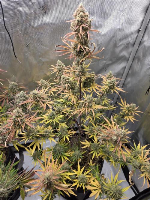 First Grow. Week 14