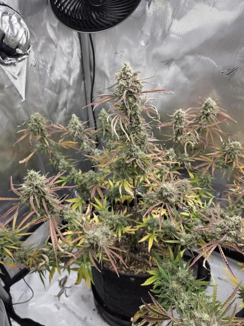 Blueberry Kush Auto . Week 14