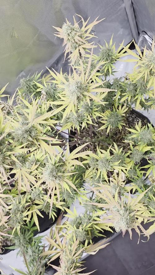First Grow