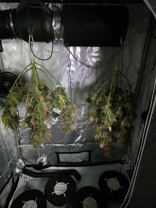 Blueberry Kush Auto . Week 14