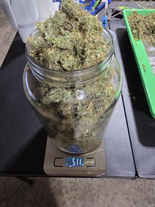 First Grow. Week 15