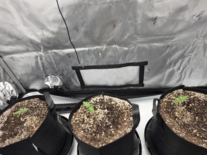 Guava Runtz Auto. Week 1