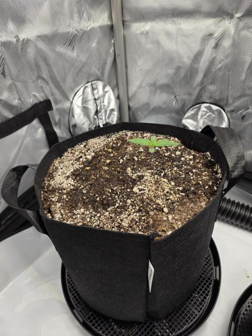 Guava Runtz Auto. Week 1