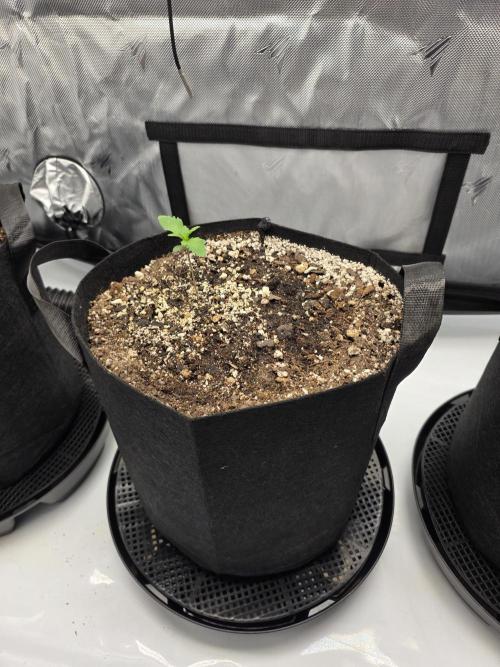 Guava Runtz Auto. Week 1