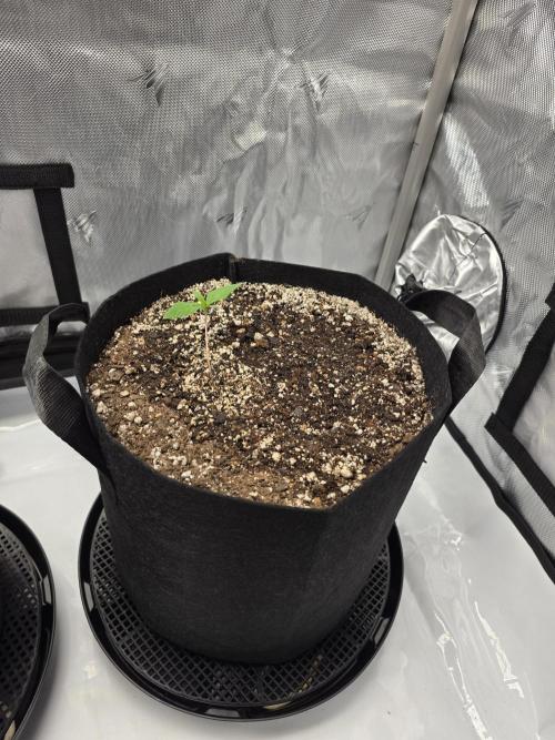 Guava Runtz Auto. Week 1