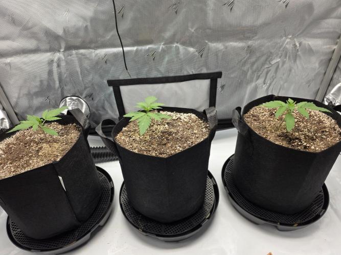 Guava Runtz Auto. Week 2