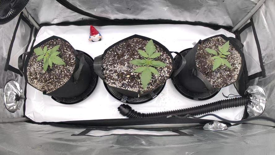 Guava Runtz Auto. Week 2