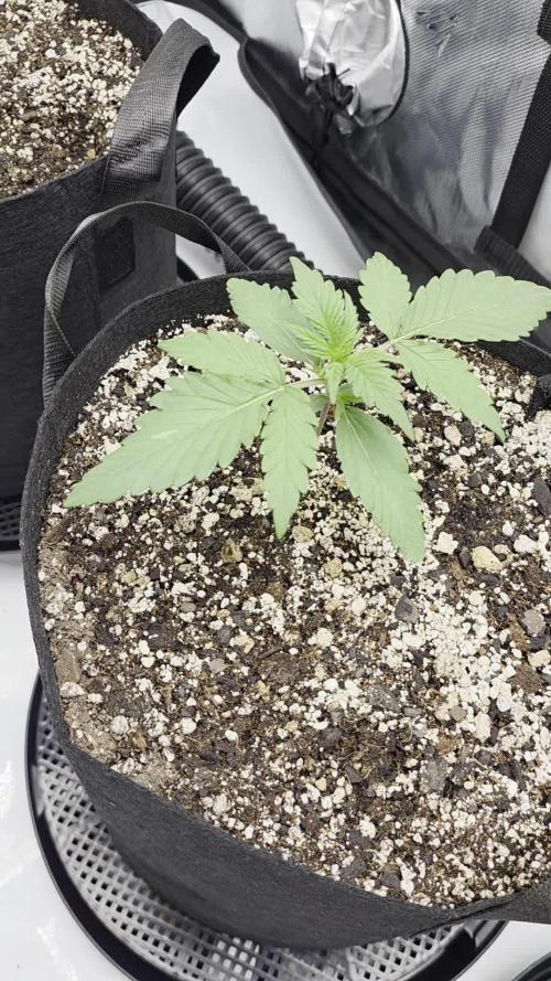 Guava Runtz Auto