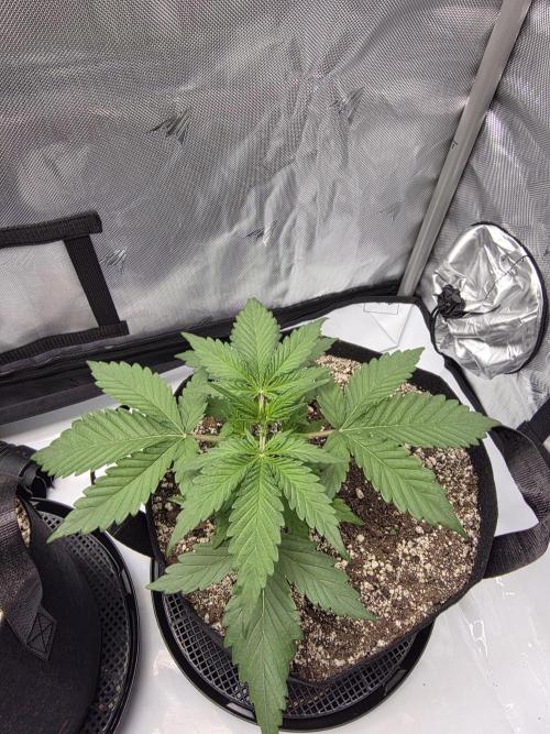 Guava Runtz Auto. Week 3