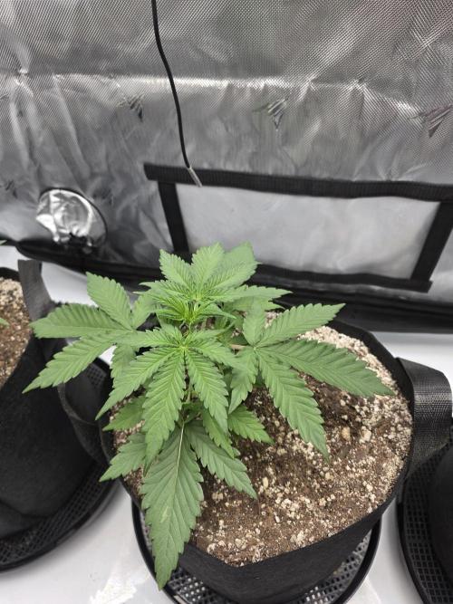 Guava Runtz Auto. Week 3