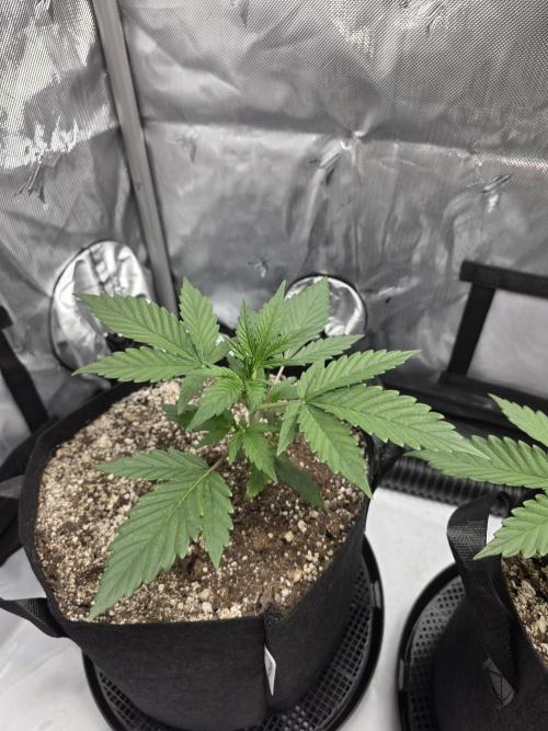 Guava Runtz Auto. Week 3