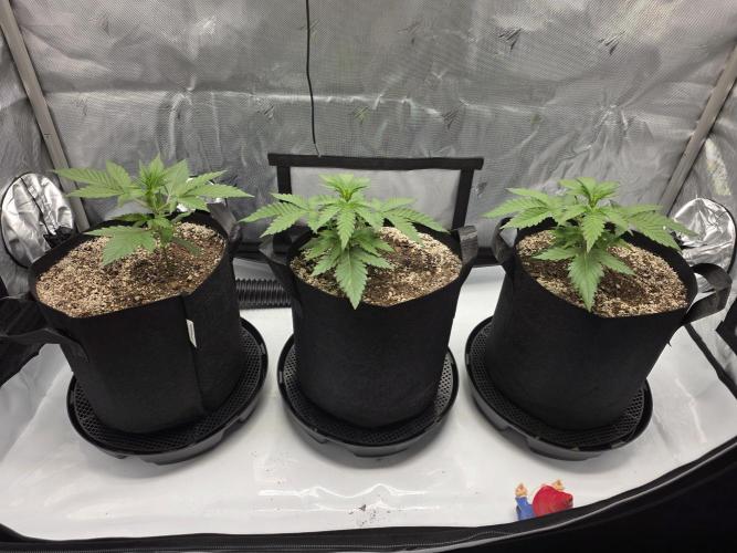Guava Runtz Auto. Week 3