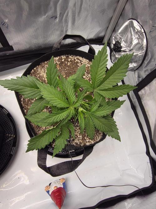Guava Runtz Auto. Week 3