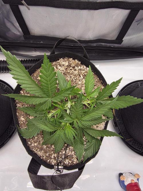 Guava Runtz Auto. Week 3