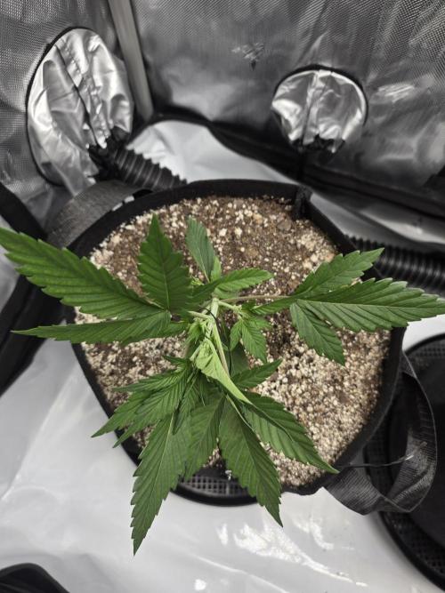 Guava Runtz Auto. Week 3