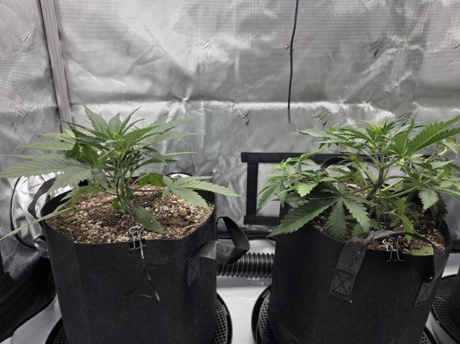 Guava Runtz Auto. Week 4