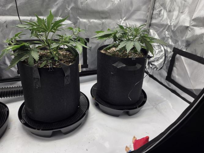 Guava Runtz Auto. Week 4