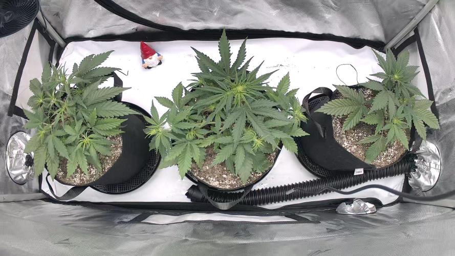 Guava Runtz Auto. Week 4