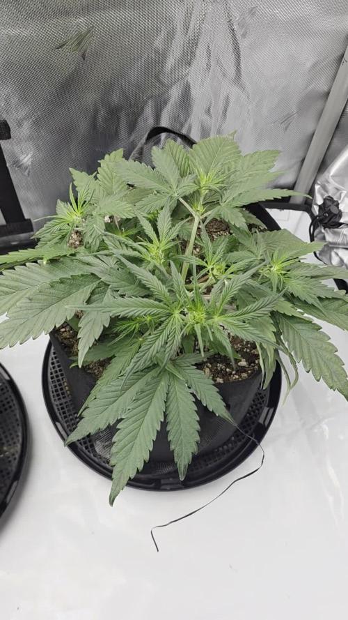 Guava Runtz Auto