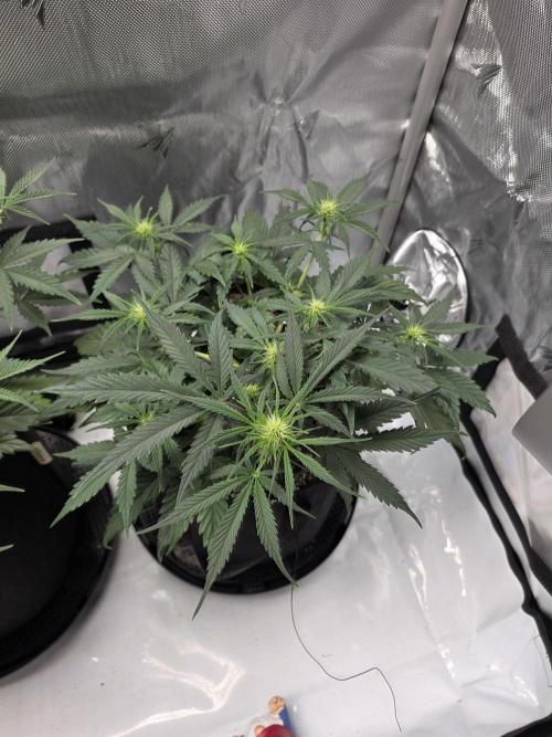 Guava Runtz Auto. Week 5