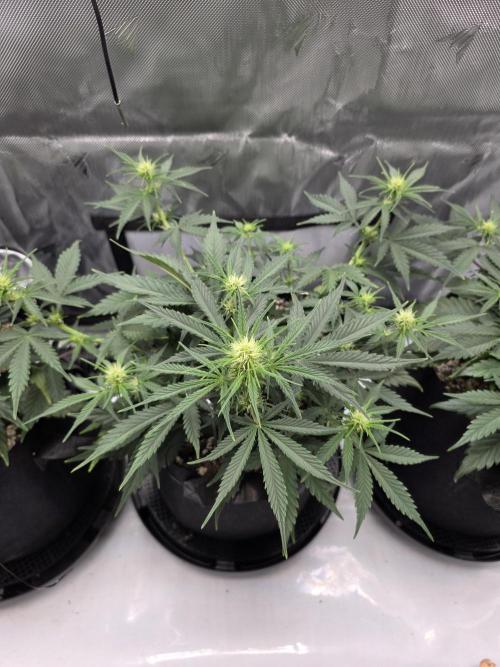 Guava Runtz Auto. Week 5
