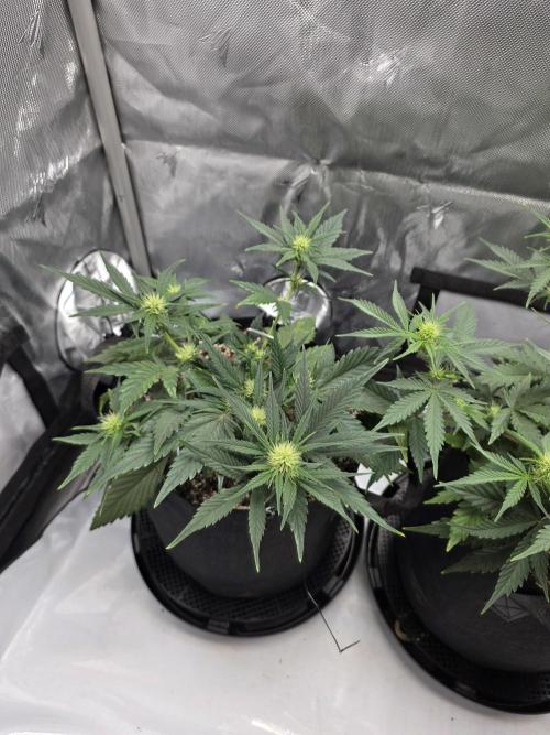 Guava Runtz Auto. Week 5