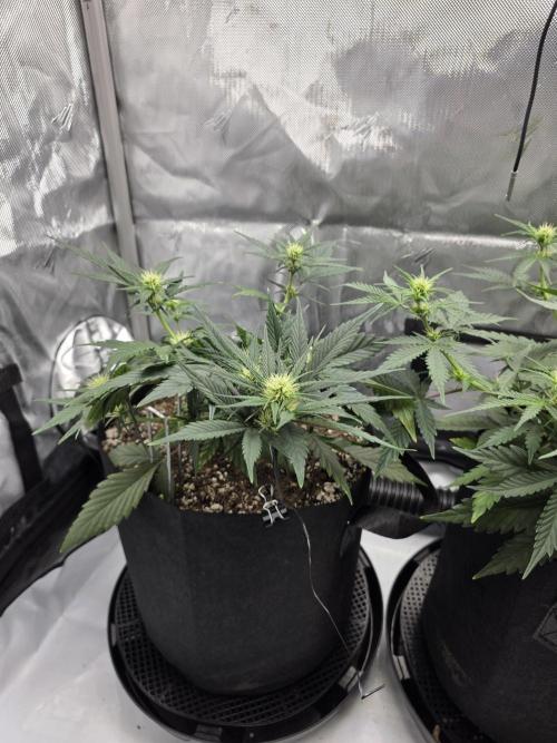 Guava Runtz Auto. Week 5