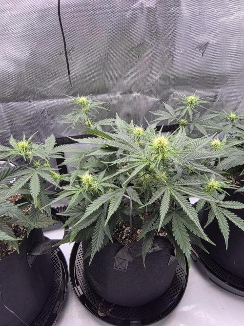 Guava Runtz Auto. Week 5