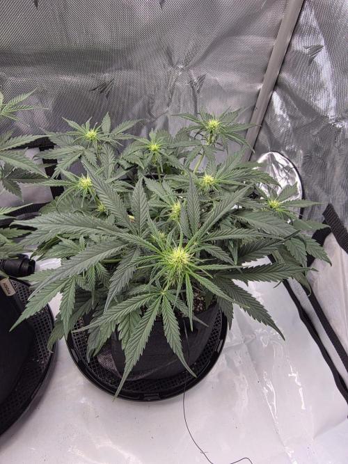 Guava Runtz Auto. Week 5