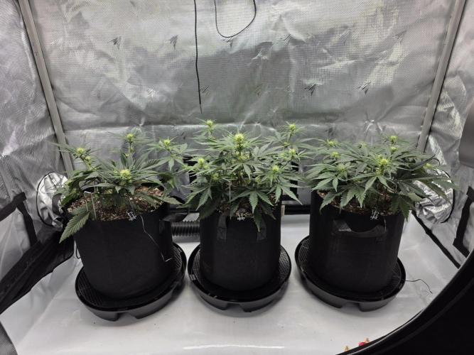 Guava Runtz Auto. Week 5