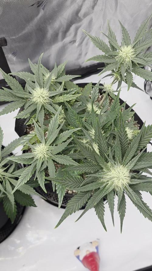Guava Runtz Auto