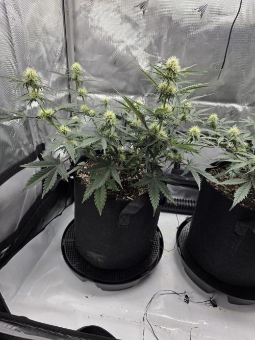 Guava Runtz Auto. Week 6