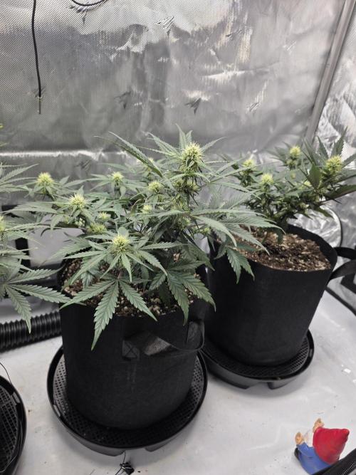 Guava Runtz Auto. Week 6