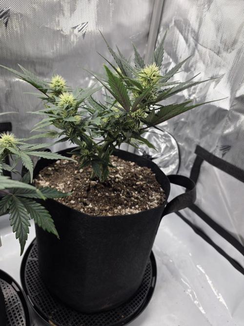 Guava Runtz Auto. Week 6