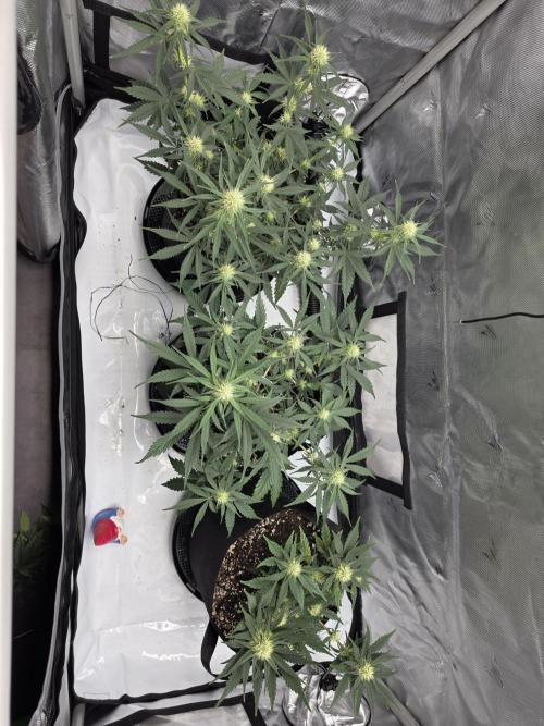 Guava Runtz Auto. Week 6
